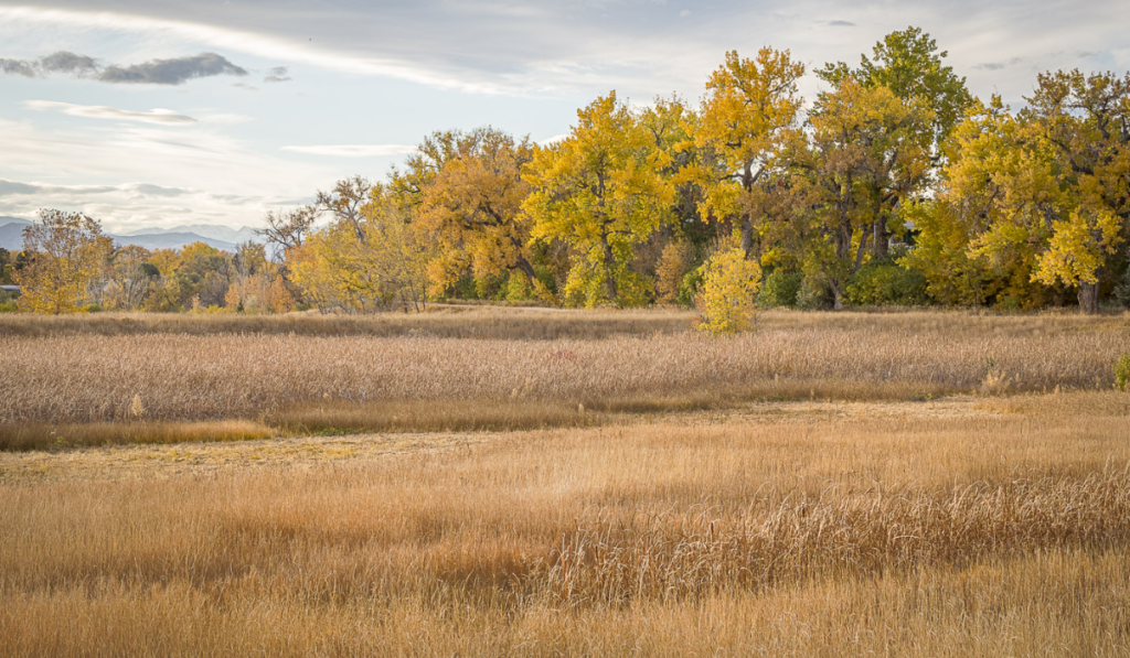 fall foliage